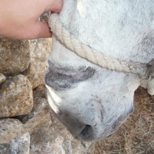 PAROS headcollar rubbing nose skin (Large)